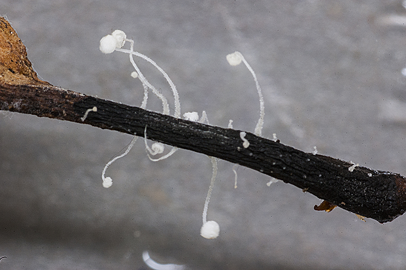 Hemimycena subtilis (door Nico Dam)