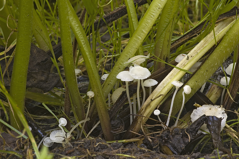 Hemimycena candida (door Nico Dam)