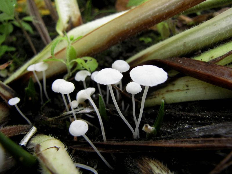 Hemimycena candida (door Gert Immerzeel)