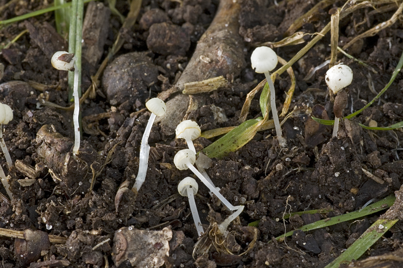 Hemimycena crispata (door Nico Dam)