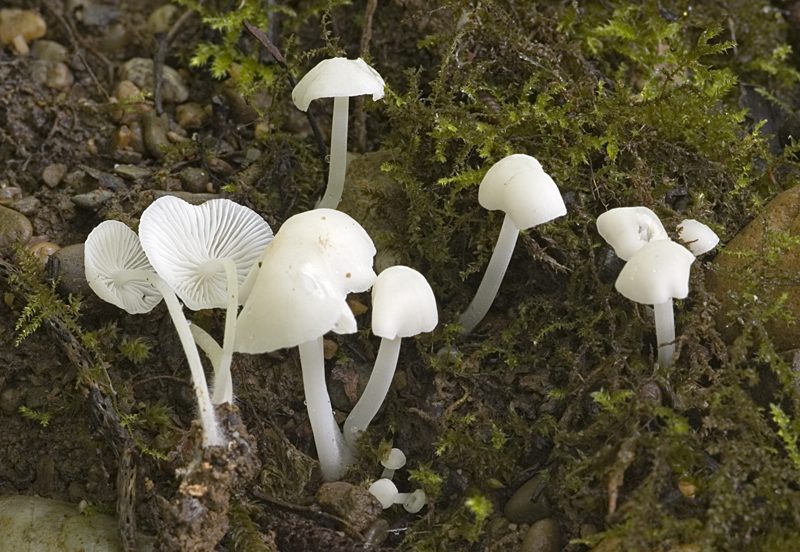 Hemimycena cucullata (door Nico Dam)