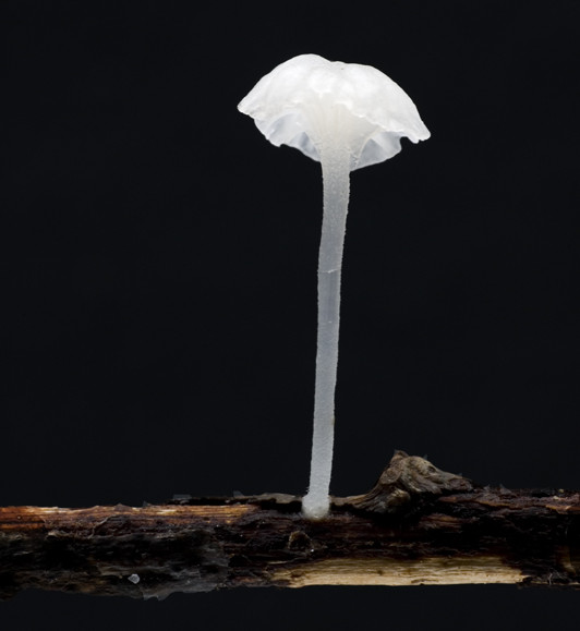 Hemimycena pseudocrispata (door Nico Dam)