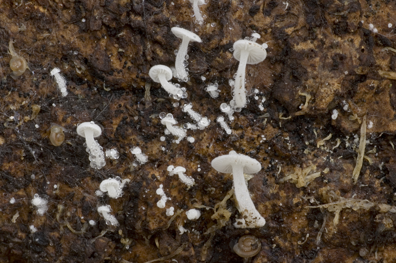 Hemimycena tortuosa (door Nico Dam)