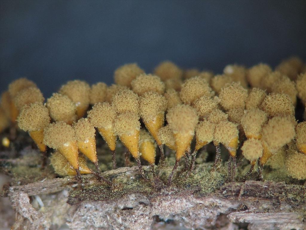 Hemitrichia calyculata (door Marian Jagers)