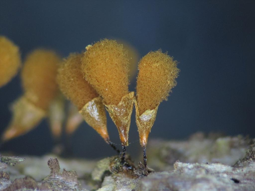 Hemitrichia calyculata (door Marian Jagers)