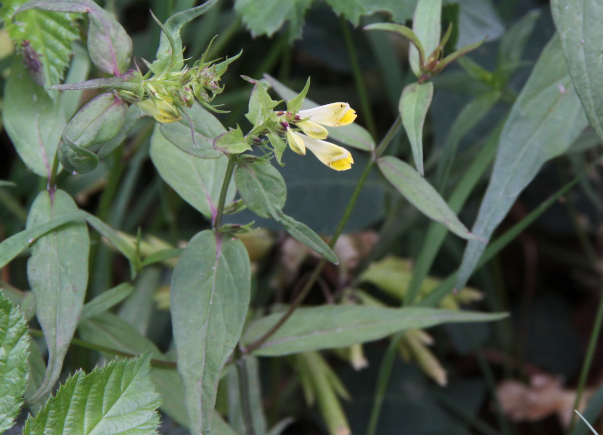 Melampyrum pratense (door Peter Meininger)