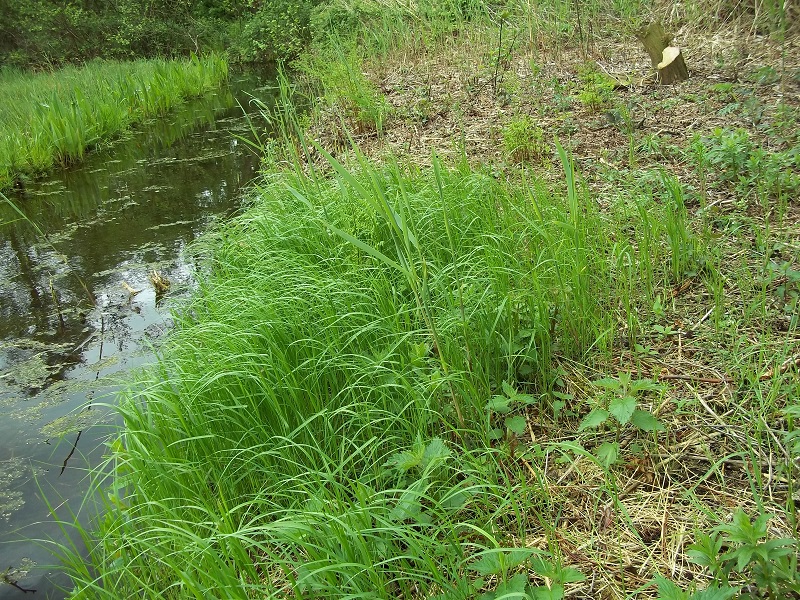 Calamagrostis canescens (door Tim van de Vondervoort)