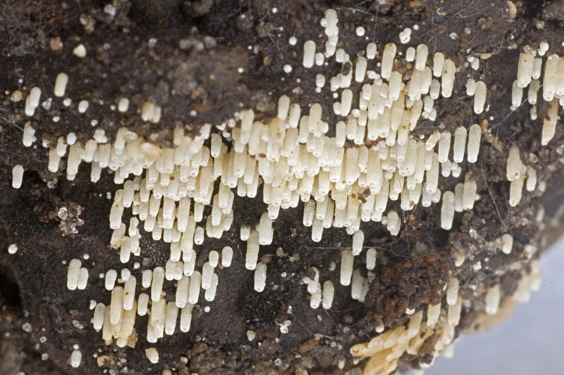 Henningsomyces candidus (door Nico Dam)