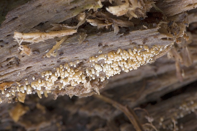 Henningsomyces candidus (door Nico Dam)