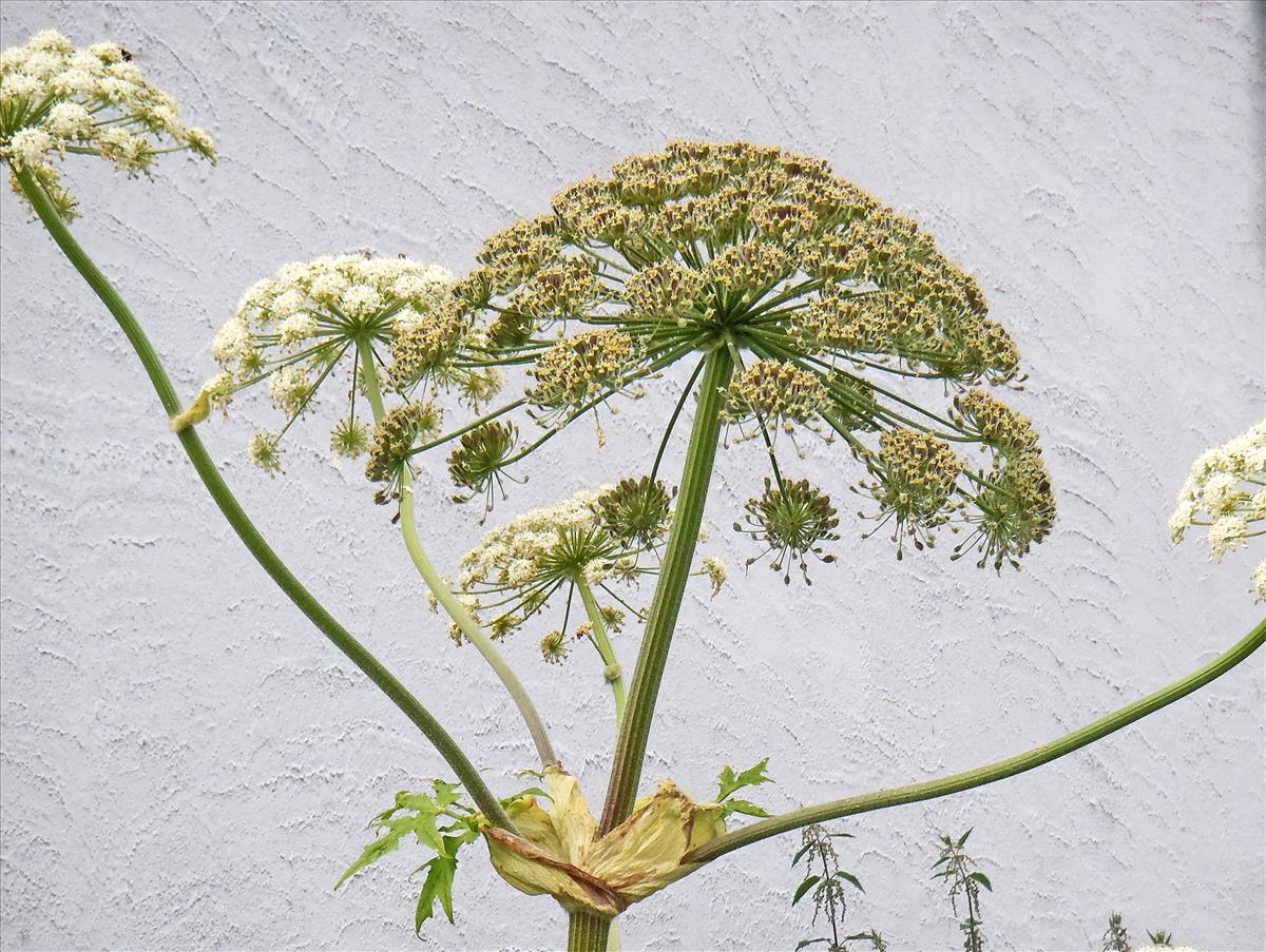 Heracleum persicum (door Eli Fremstad (Artsdatabanken)  CC BY 4.0)