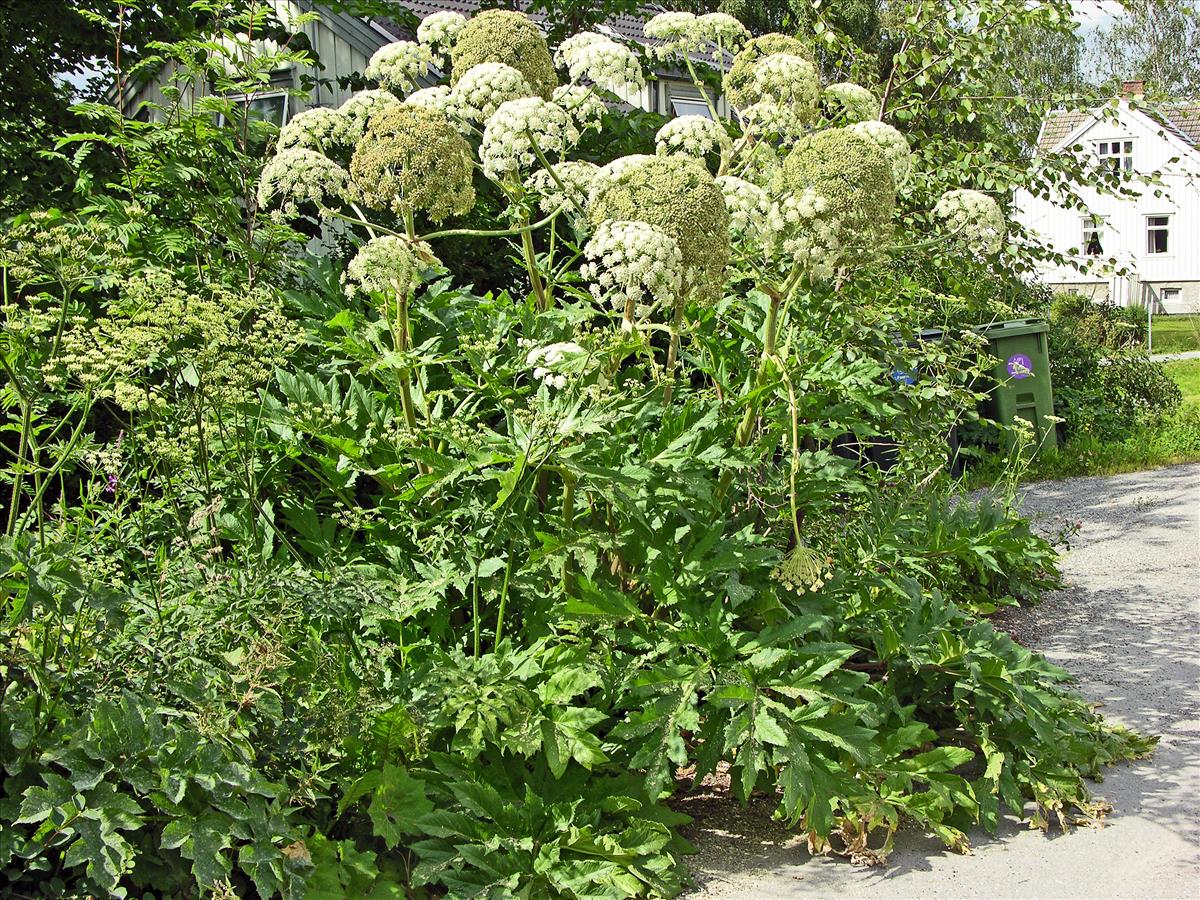 Heracleum persicum (door Eli Fremstad (Artsdatabanken)  CC BY 4.0)