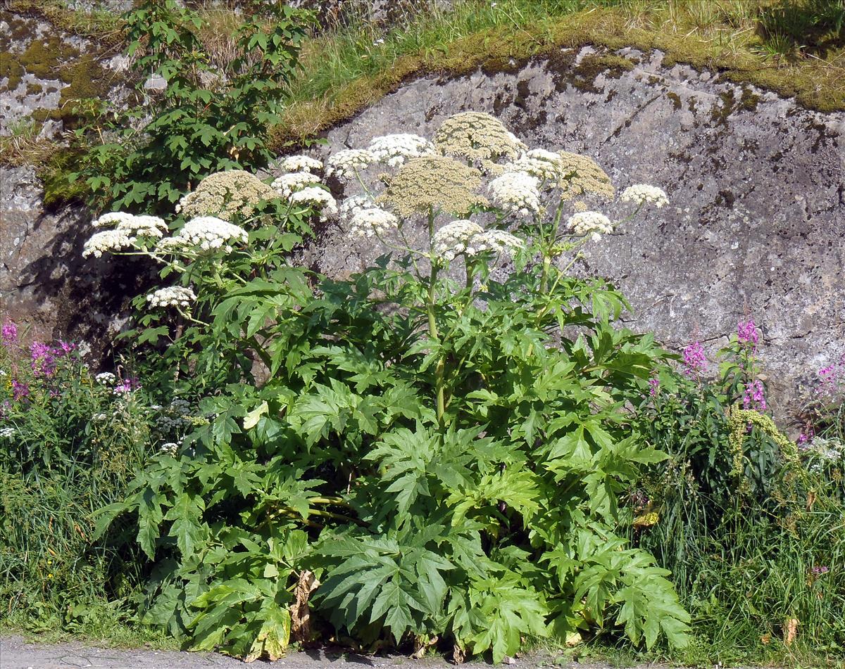 Heracleum persicum (door Eli Fremstad (Artsdatabanken)  CC BY 4.0)