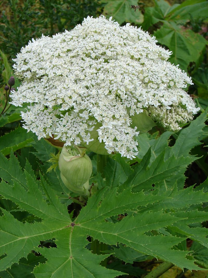 Heracleum mantegazzianum (door Adrie van Heerden)