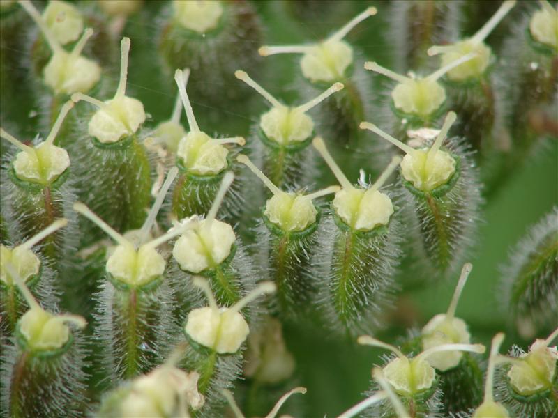 Heracleum mantegazzianum (door Adrie van Heerden)