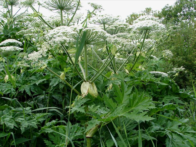 Heracleum mantegazzianum (door Adrie van Heerden)