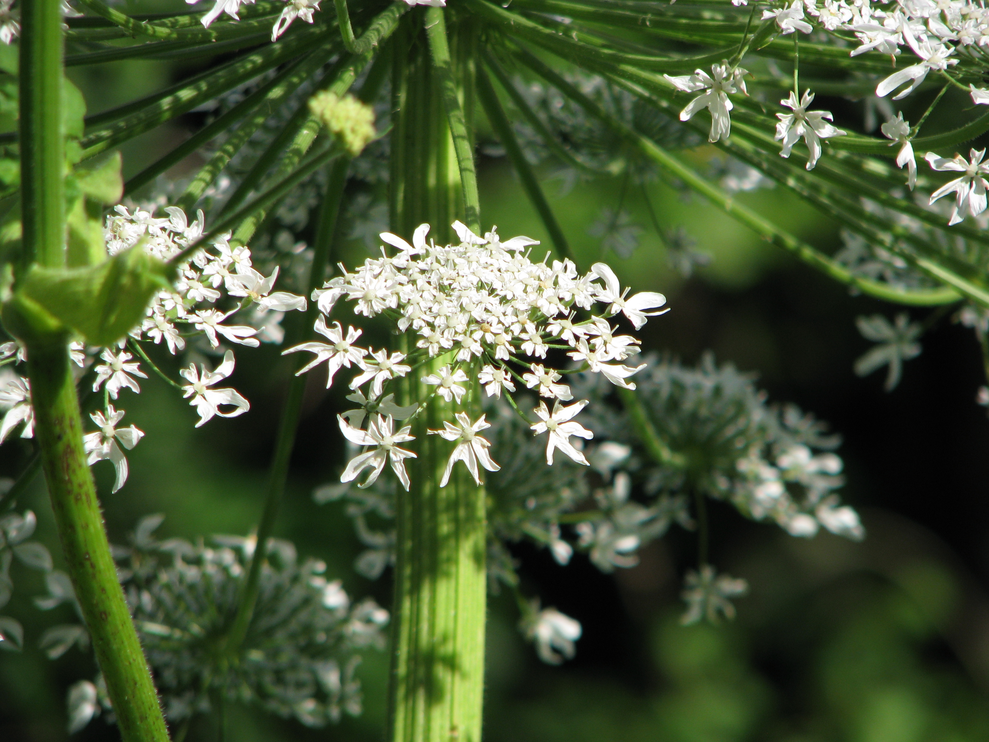 Heracleum sosnowskyi (door Agnese Priede)