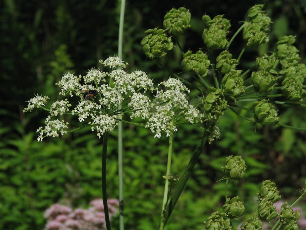 Heracleum sphondylium subsp. sphondylium (door Pieter Stolwijk)