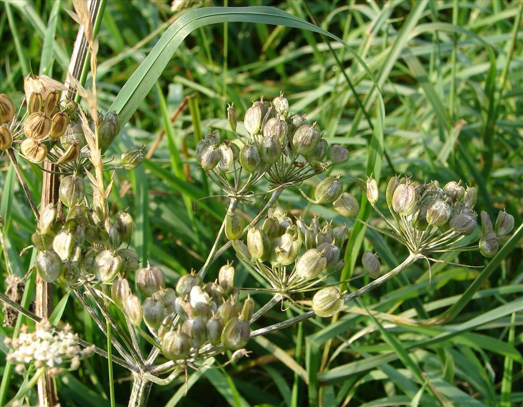 Heracleum sphondylium subsp. sphondylium (door Adrie van Heerden)