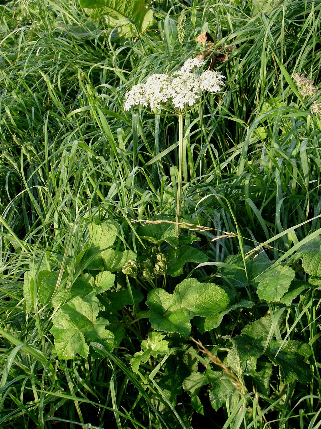 Heracleum sphondylium subsp. sphondylium (door Adrie van Heerden)