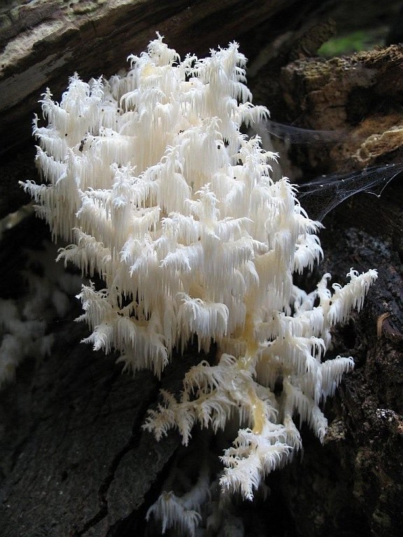 Hericium coralloides (door Kasper en Maria Reinink)