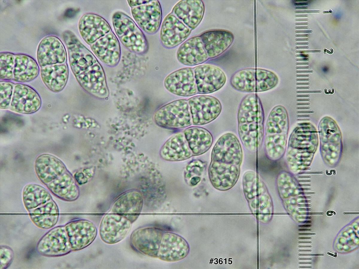 Hercospora tiliae (door Eduard Osieck)