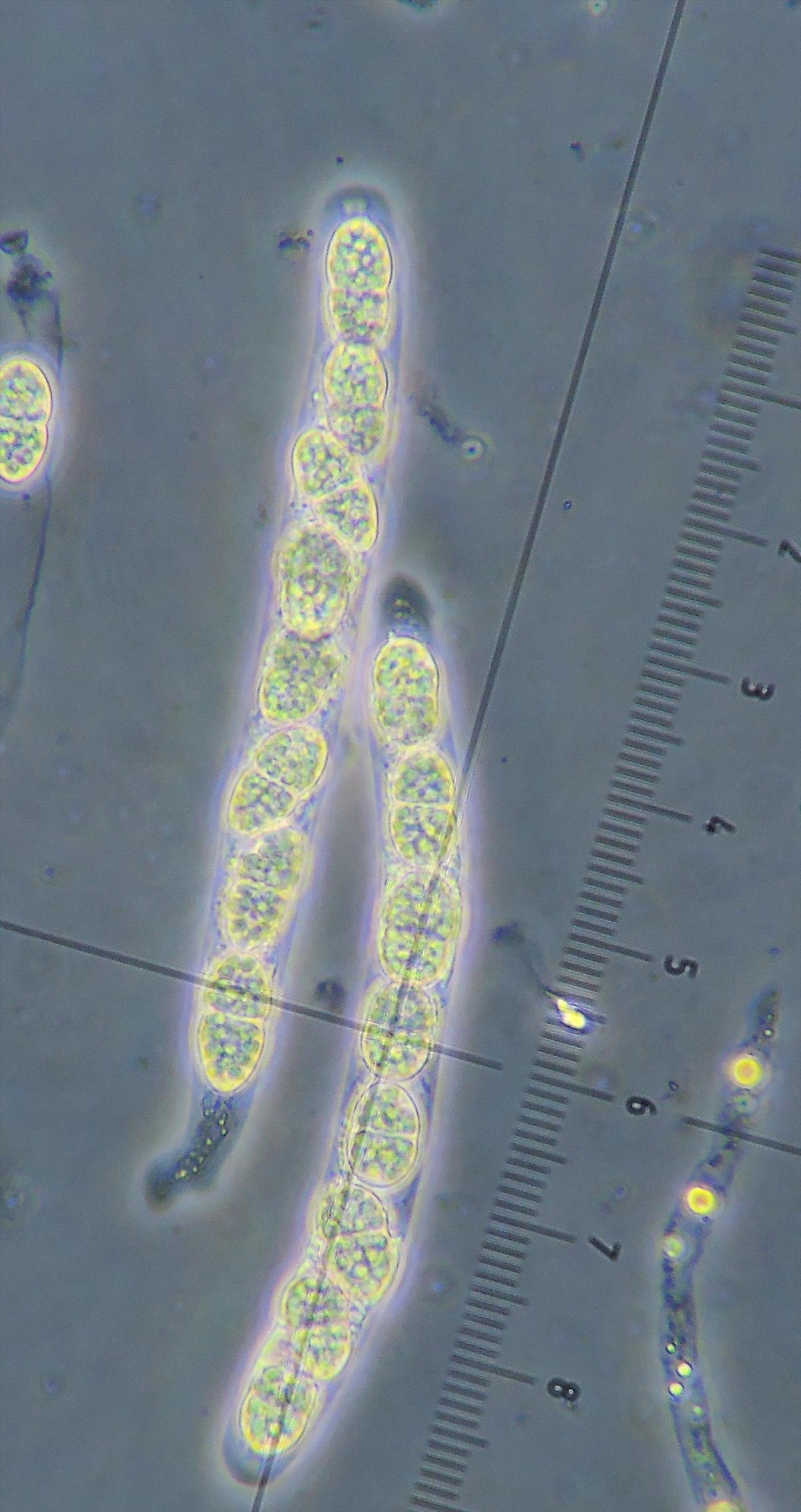 Hercospora tiliae (door Eduard Osieck)