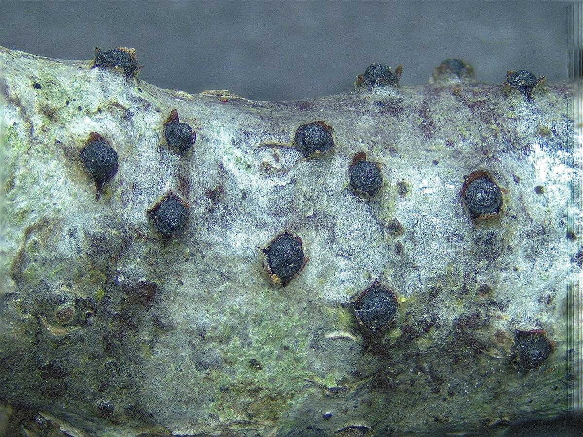Hercospora tiliae (door Eduard Osieck)