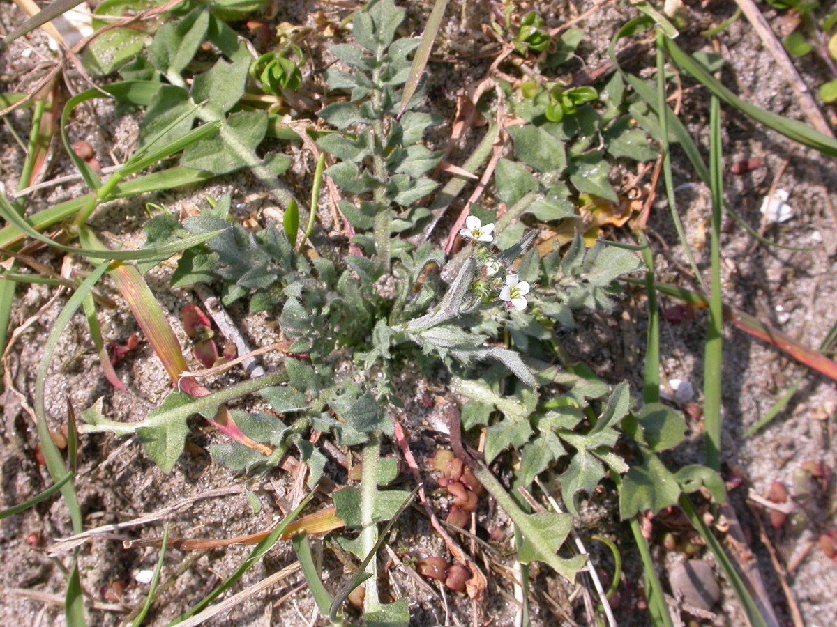 Capsella bursa-pastoris (door Peter Meininger)