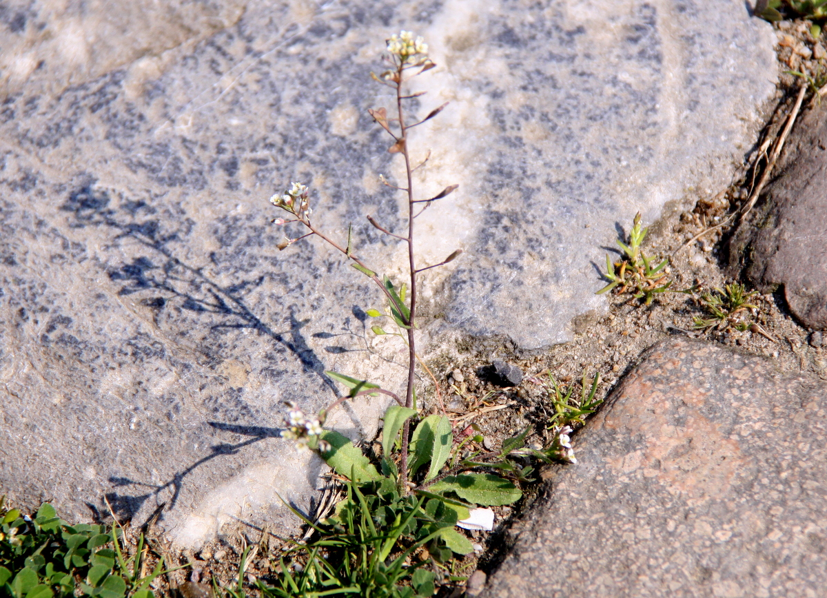 Capsella bursa-pastoris (door Peter Meininger)