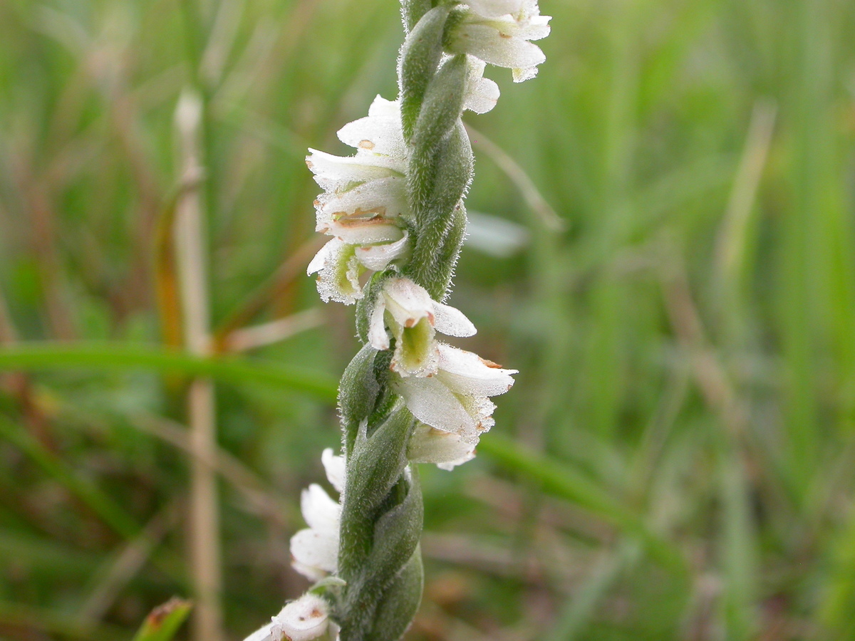 Spiranthes spiralis (door Peter Meininger)