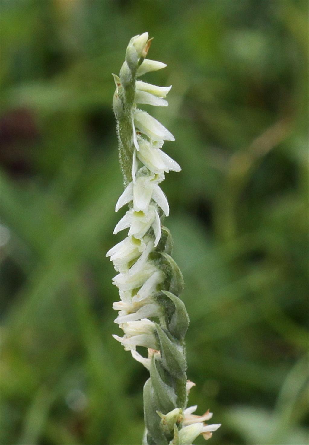 Spiranthes spiralis (door Peter Meininger)