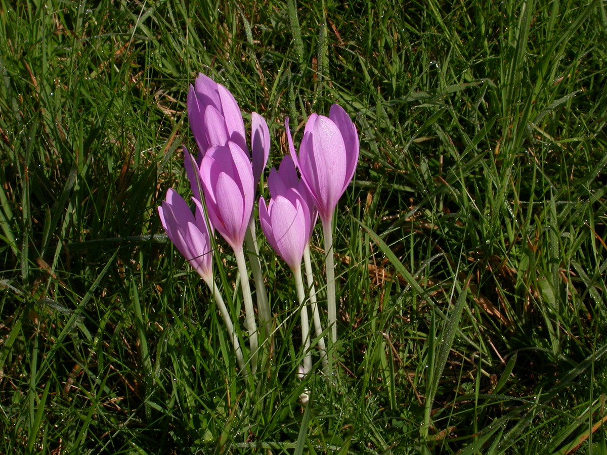 Colchicum autumnale (door Peter Meininger)