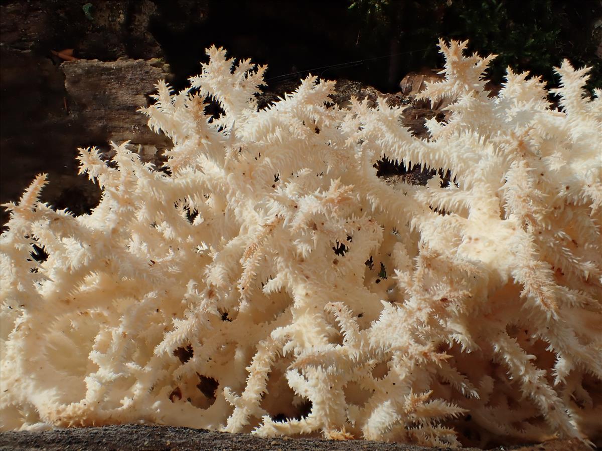 Hericium coralloides (door Leo Jalink)