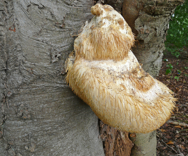 Hericium erinaceus (door Menno Boomsluiter)