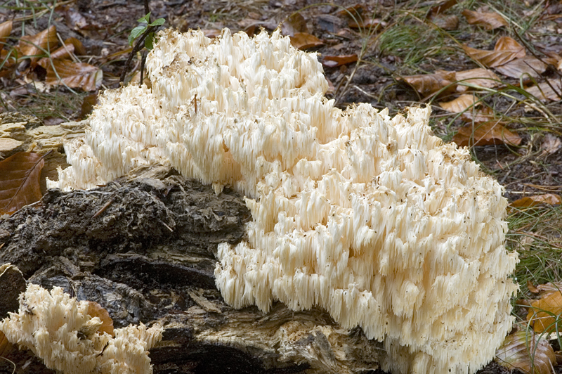 Hericium coralloides (door Nico Dam)