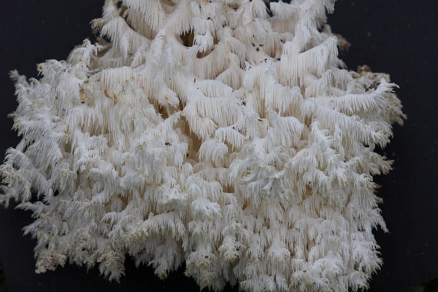 Hericium coralloides (door Dora Stalpers)