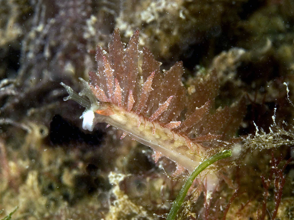 Hermaea bifida (door Marion Haarsma)