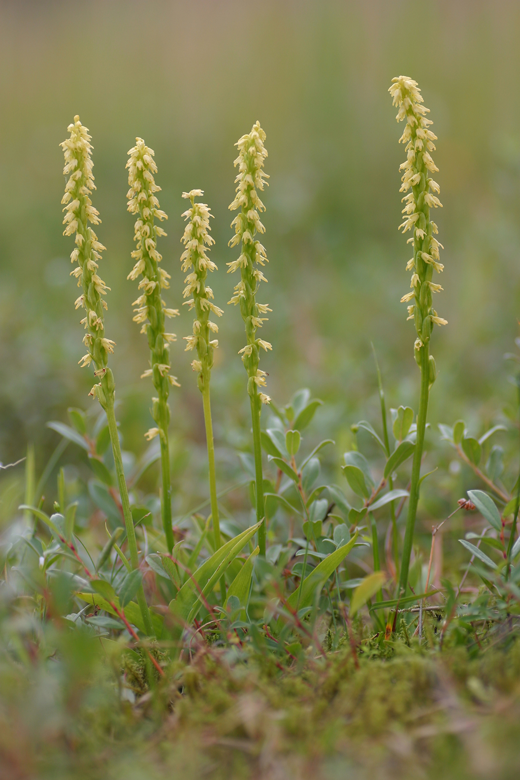 Herminium monorchis (door Bert Blok)