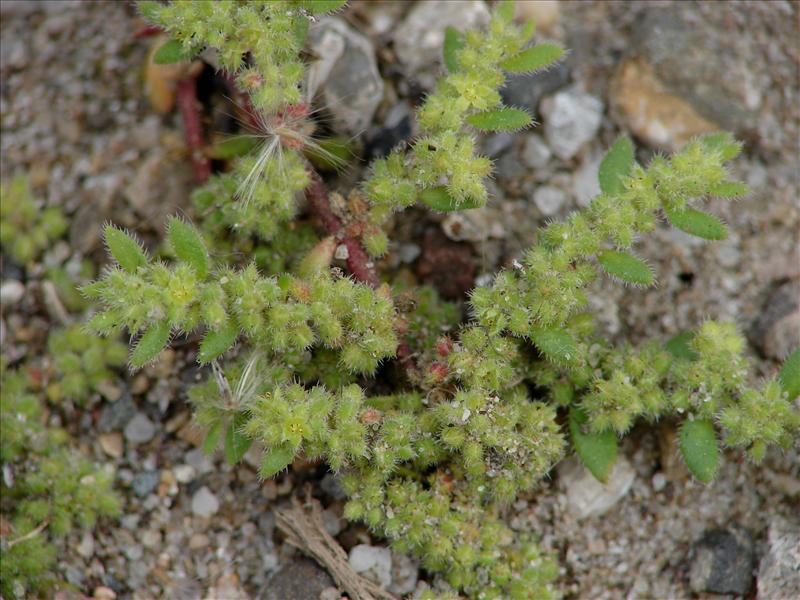 Herniaria hirsuta (door Adrie van Heerden)