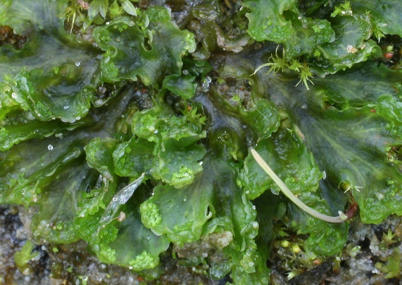 Blasia pusilla (door Corry Abbink-Meijerink)