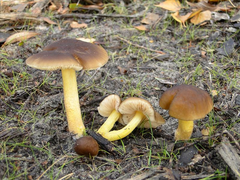 Pluteus romellii (door Truus Vrolijk)