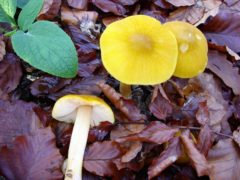 Pluteus leoninus (door Truus Vrolijk)