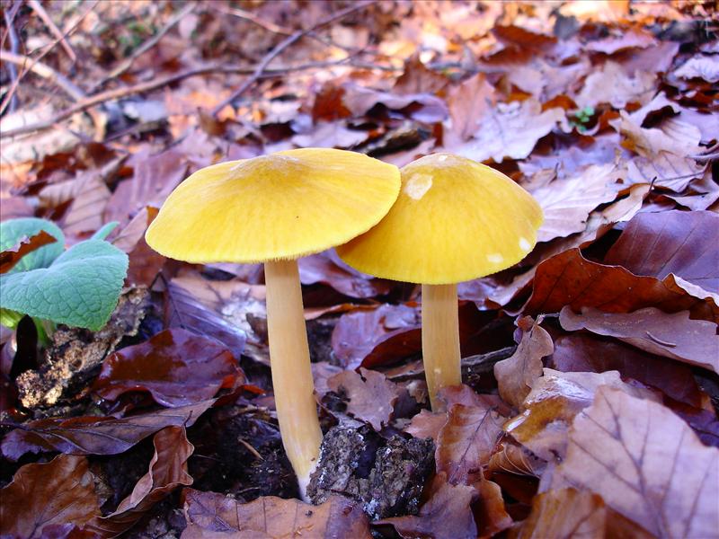 Pluteus leoninus (door Truus Vrolijk)