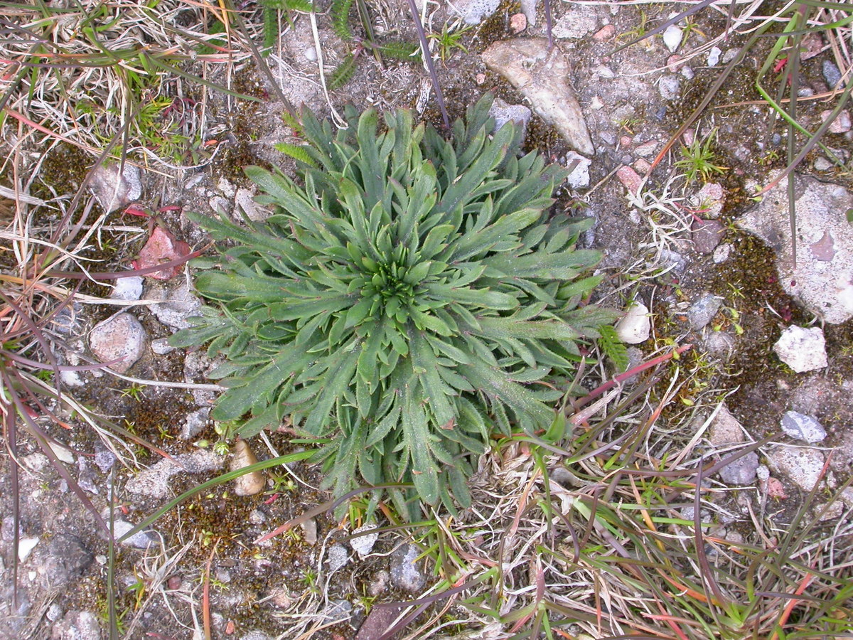 Plantago coronopus (door Peter Meininger)