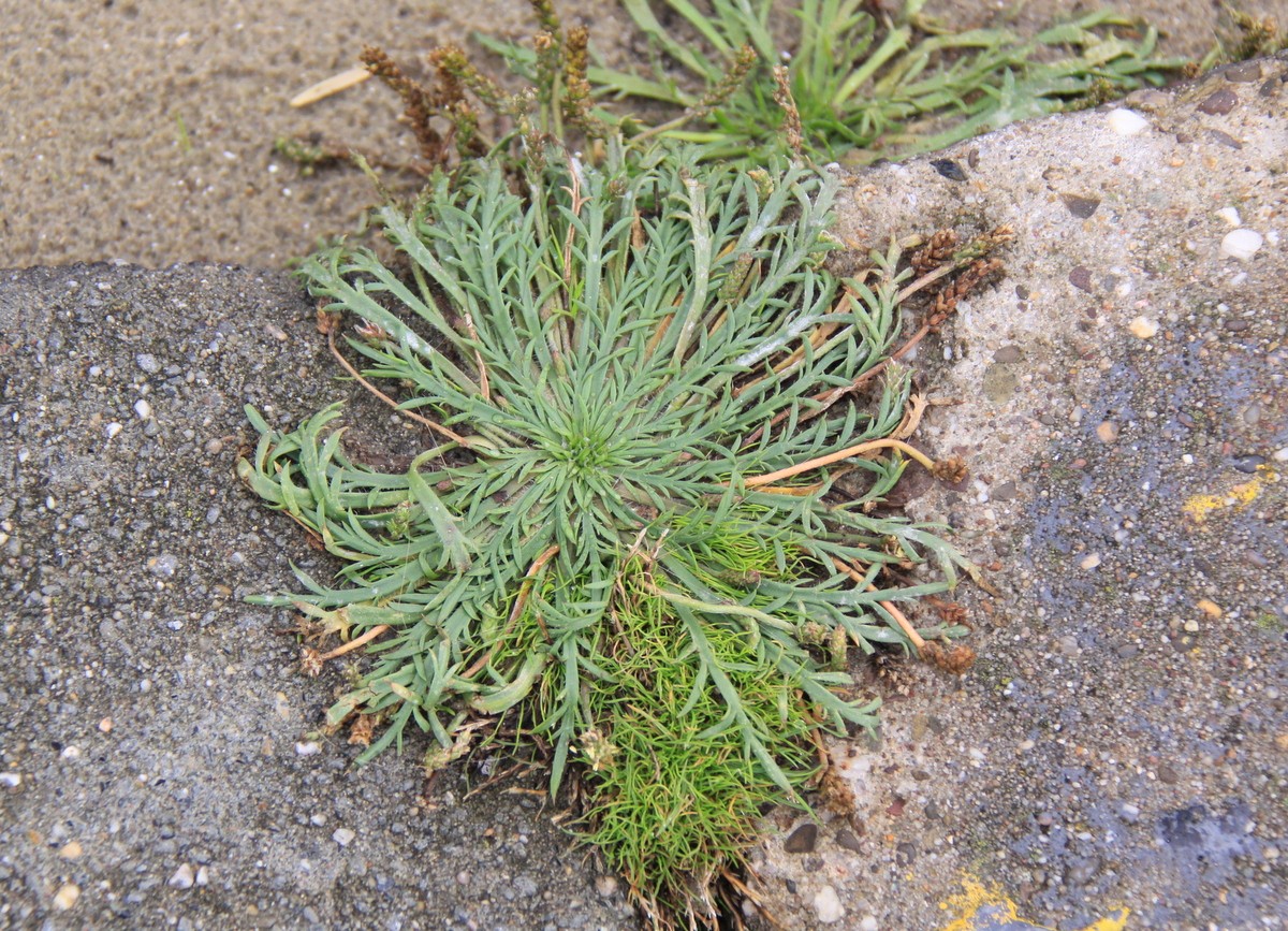 Plantago coronopus (door Peter Meininger)