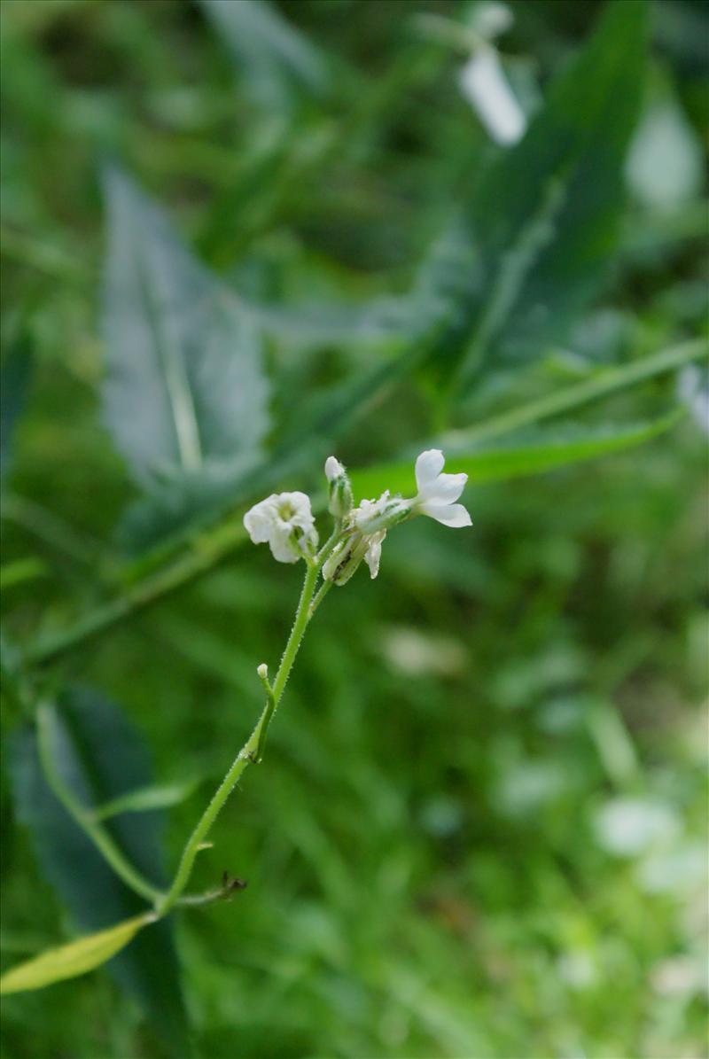 Hesperis matronalis (door Adrie van Heerden)