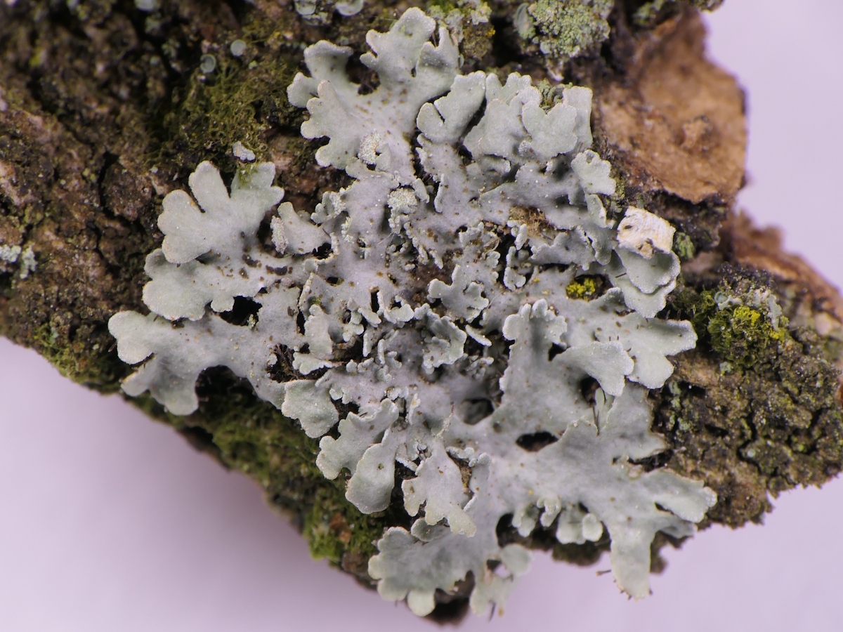 Heterodermia obscurata (door Henk-Jan van der Kolk)