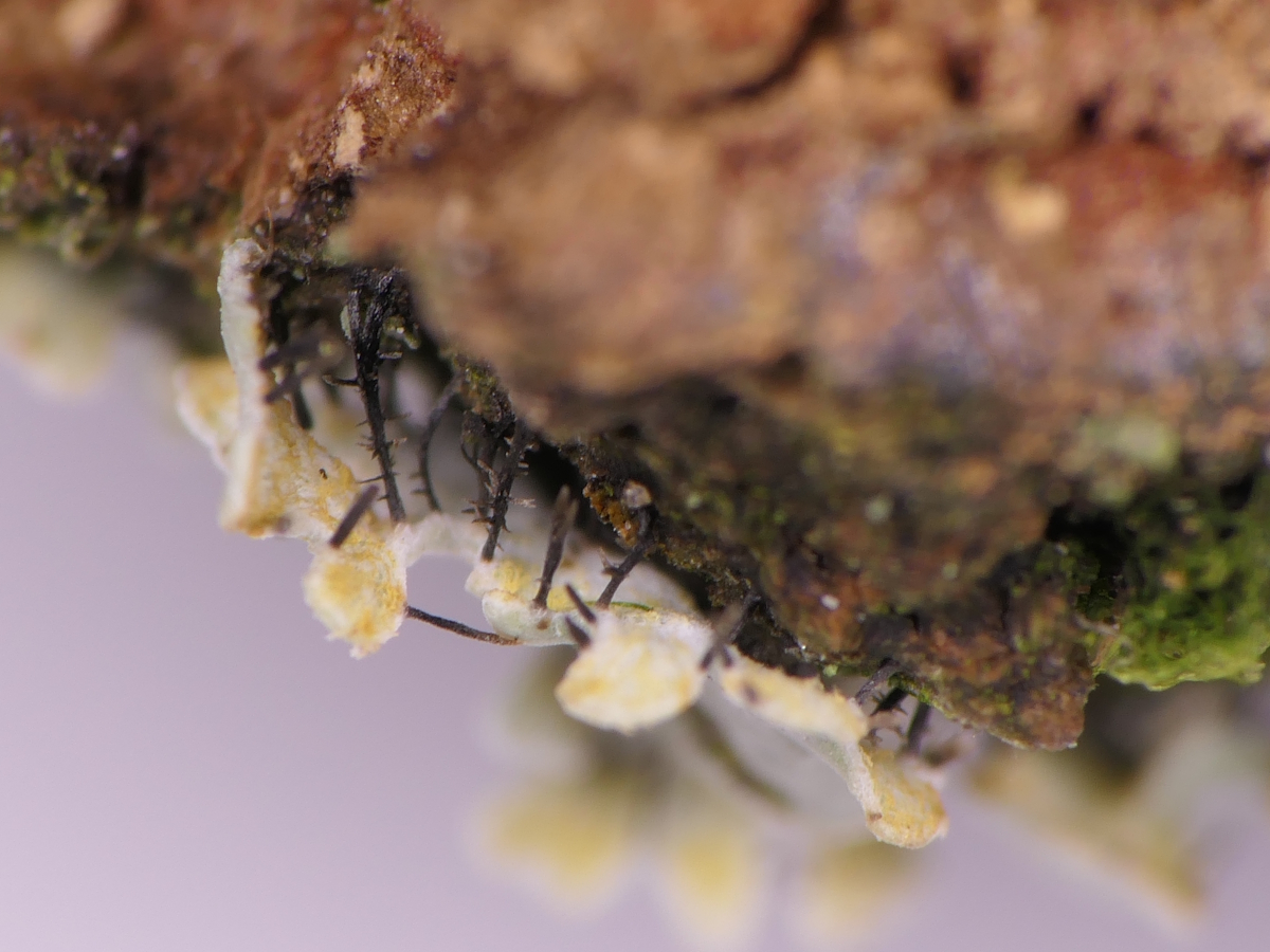 Heterodermia obscurata (door Henk-Jan van der Kolk)
