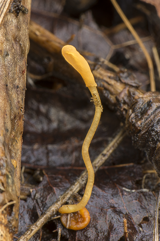 Heyderia sclerotipus (door Nico Dam)