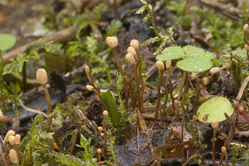Heyderia abietis (door Nico Dam)